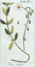 Cistus foetidus