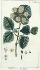 Viburnum dentatum