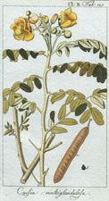 Cassia multilandulosa