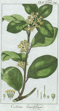 Cestrum laurifolium