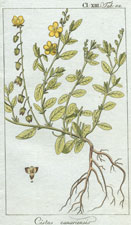 Cistus canariensis