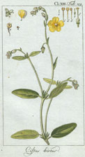 Cistus hirtus