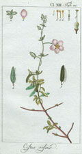 Cistus roseus