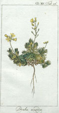 Draba aizodes