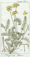 Hippocrepis Calearica