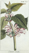 Lamium orvala