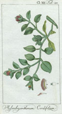 Mesembryanthemum Cordifolium