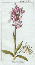 Orchis rubra