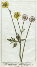 Ranunculus bellidiflorus