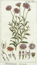 Xeranthemum annuum