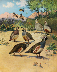 QUAIL