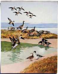 Canada Goose, Brant, Pintail