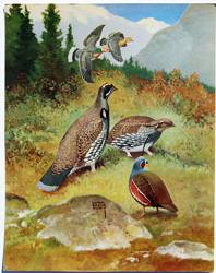 Band-tailed Pigeon, Blue Grouse, Mountain Quail