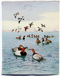 Golden Eye, Ruddy Duck, Buffle Head, Greater and Lesser Scaup, Ringneck, Canvasback