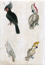 cockatoos, etc.