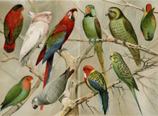 Parrots