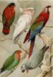 Meyers Konversations: Lexicon birds prints 1896