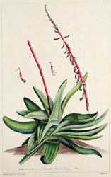 ALOE carinata