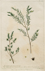 124 DIOSMA folius