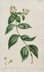 DIERVILLA Acadiensis fruticosa flore luteo