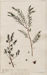 DIOSMA rubra