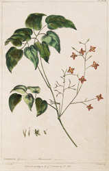 EPIMEDIUM alpinum