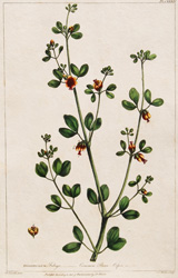 ZYGOPHYLLUM Fabago