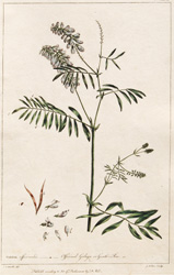 GALEGA officinalis