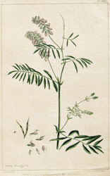 GALEGA officinalis