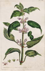 LAMIUM Orvala