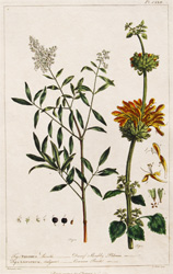 PHLOMIS Leonitis