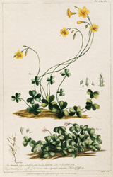 OXALIS scapo