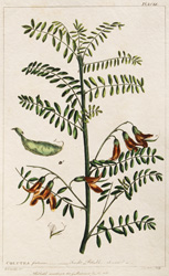 COLUTEA frutescens