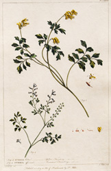 FUMARIA lutea