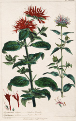 MONARDA didyma