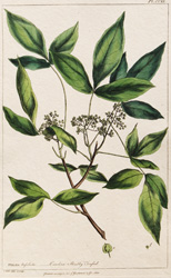 PTELEA trifoliata