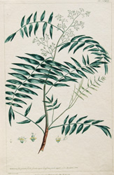 SCHINUS folius pinnatis... 