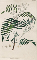 SCHINUS MOLLE, Peruvian Mustick Tree