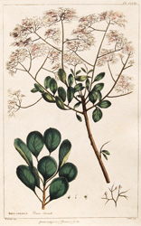 RHUS COTINUS