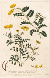 CORONILLA VALENTINA