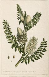 58 ASTRAGALUS Alpinus