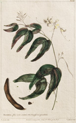 BAUHINIA foliis ovato-cordatis