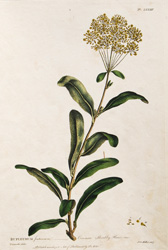 BUPLEURUM fruticosum