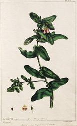 91 CERINTHE major