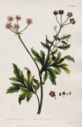 CAUCALIS latifolia