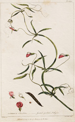 LATHYRUS articulatus