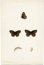 Antique Butterfly Moth print by Morris