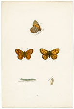 Antique Butterfly Moth print by Morris