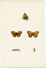 Antique Butterfly Moth print by Morris