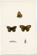 Antique Butterfly Moth print by Morris